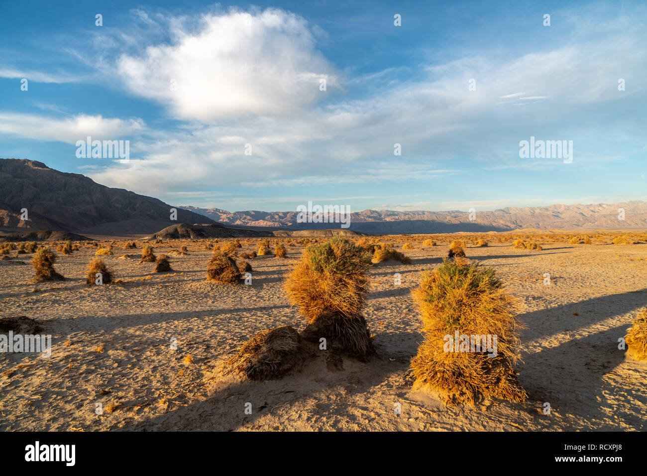Ressemblant à un champ de maïs sur la récolte, les plantes arrowweed sur les monticules de sable, Devil's Cornfield, Death Valley National Park, Californie Banque D'Images