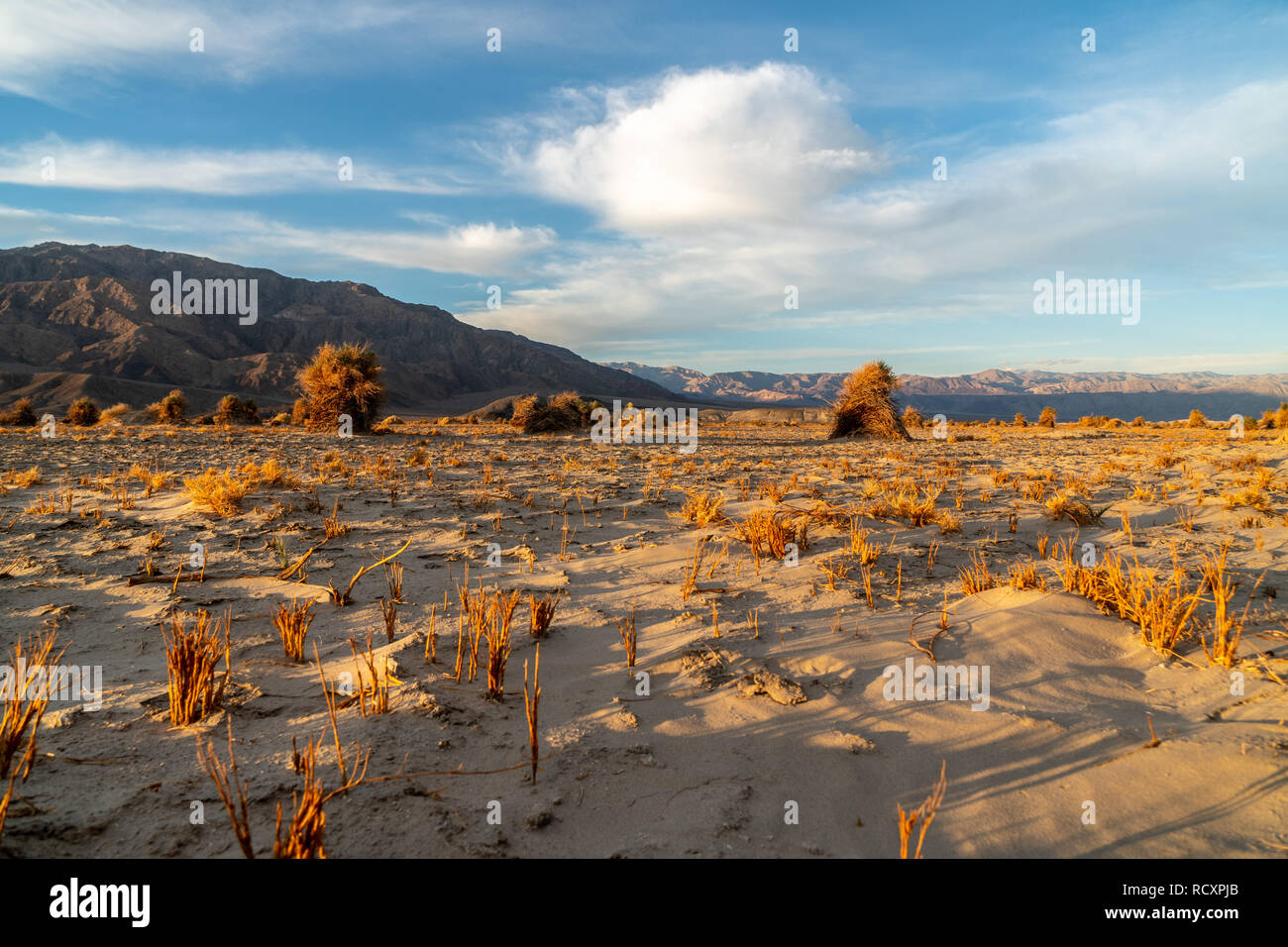 Ressemblant à un champ de maïs sur la récolte, les plantes arrowweed sur les monticules de sable, Devil's Cornfield, Death Valley National Park, Californie Banque D'Images