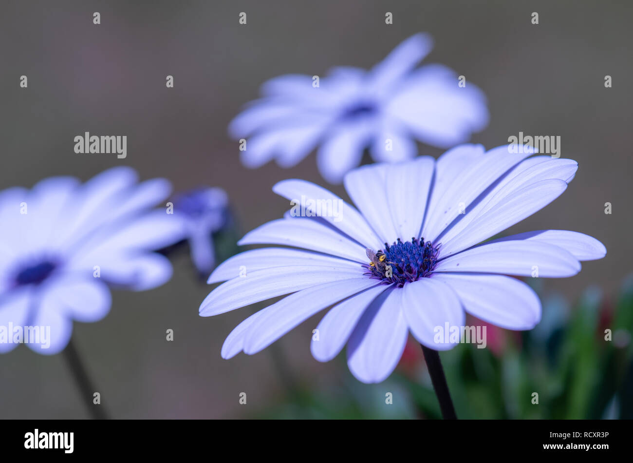 Fine art couleur extérieure macro image d'un grand ouvert en fleurs bleu- violet cape daisy / marguerite fleur avec une abeille sur un arrière-plan  flou naturel Photo Stock - Alamy