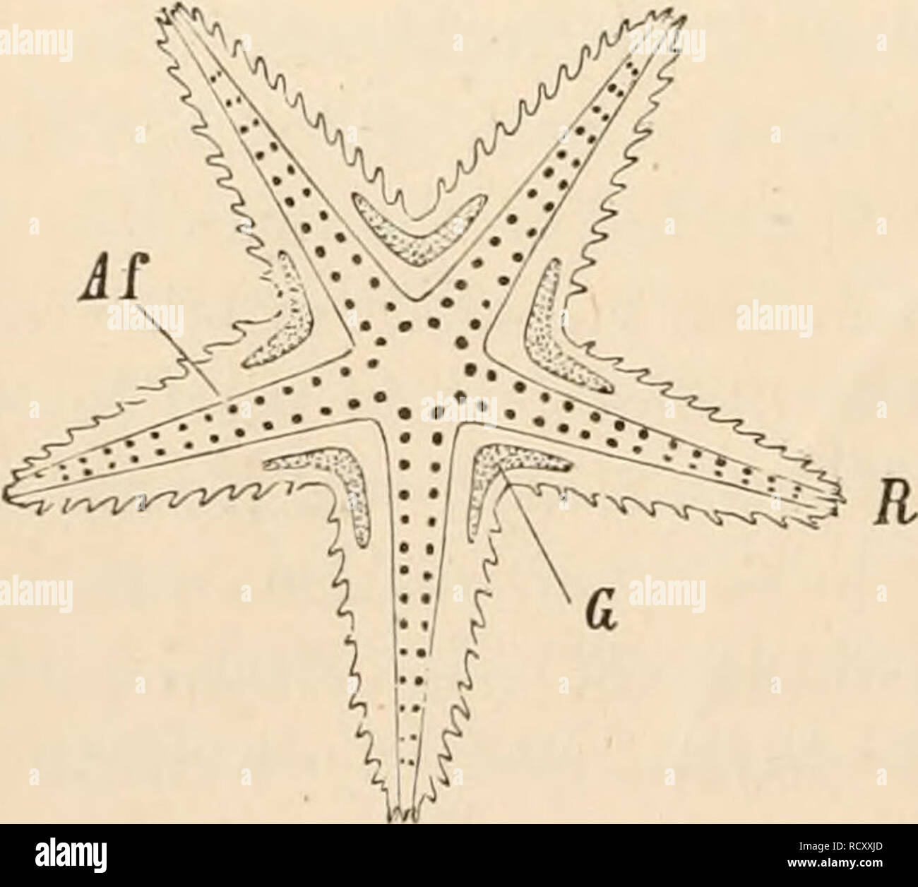 . Texte élémentaire-livre de zoologie. Zoologie. FIG. 125.-Shell d'un oursin vu de dessus. Avec le rayon R, p.- forated ; plaques J, avec le rayon inter-organes génératifs correspondant et leurs pores. parties égales, tandis qu'une section similaire au moyen d'une ligne radiale divise un antimere de son voisin. Émettre des animaux peut avoir deux, trois, etc., les rayons ; et chez les animaux qui possèdent un nombre impair de rayons, un rayon et un rayon de toujours tomber dans le même plan vertical (fig. 12", b et fig. 13). Chez les animaux avec un même nombre de rayons, sur les con- contrairement, chaque plan vertical p Banque D'Images