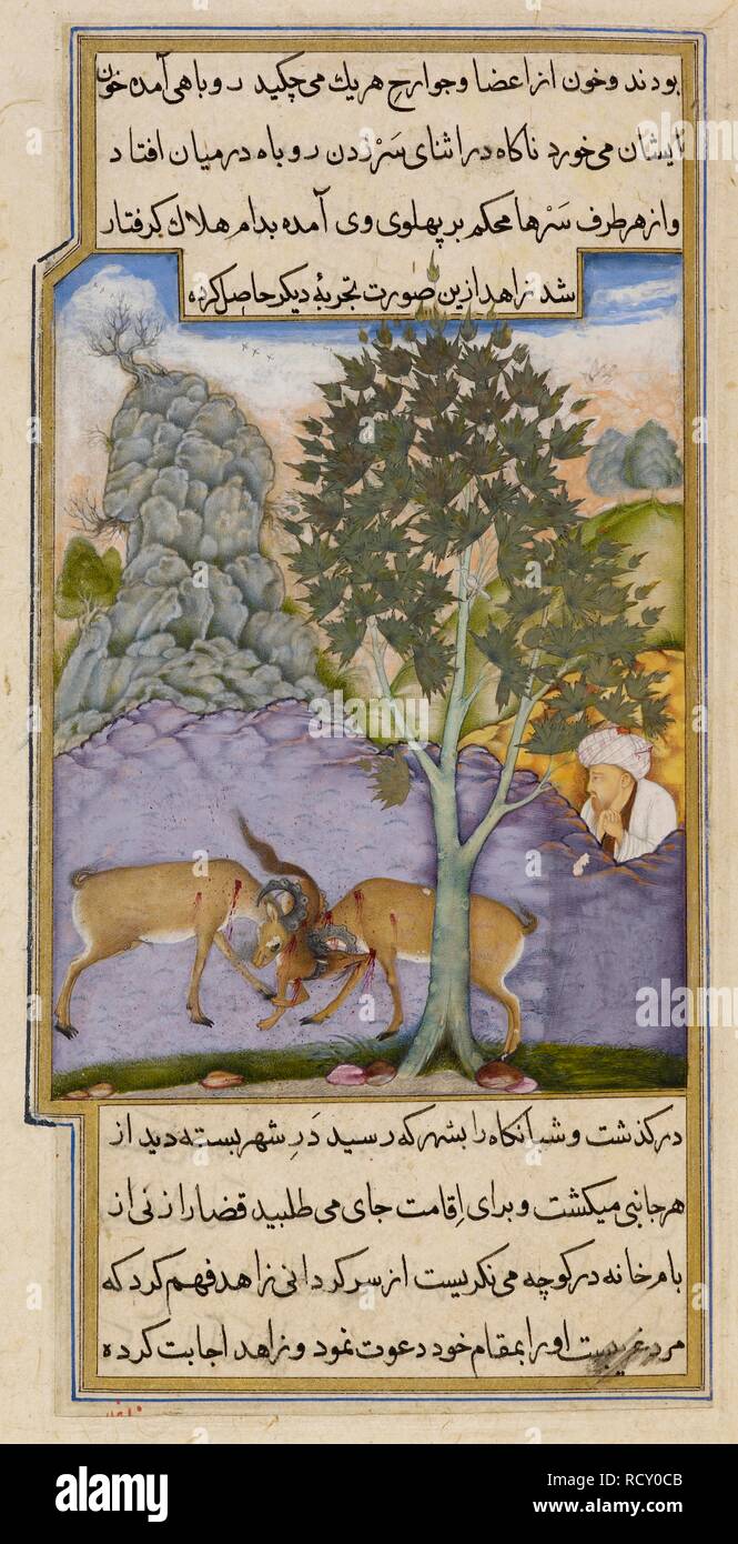 Les chèvres écrasant un fox. L'Anvar-i Suhayli. L'Inde, 1610-1611. Le renard écrasé entre deux combats de chèvres. Une peinture miniature d'un manuscrit du 17ème siècle de l'Anvar-i Suhayli, une version de l'Kalila va Dimna fables. Image prise à partir de l'Anvar-i Suhayli. Publié à l'origine/produit en Inde, 1610-1611. . Source : ajouter. 18579, f.63. Langue : Persan. Auteur : Husayn Va'iz Kashifi. Mirza Ghulam. Banque D'Images