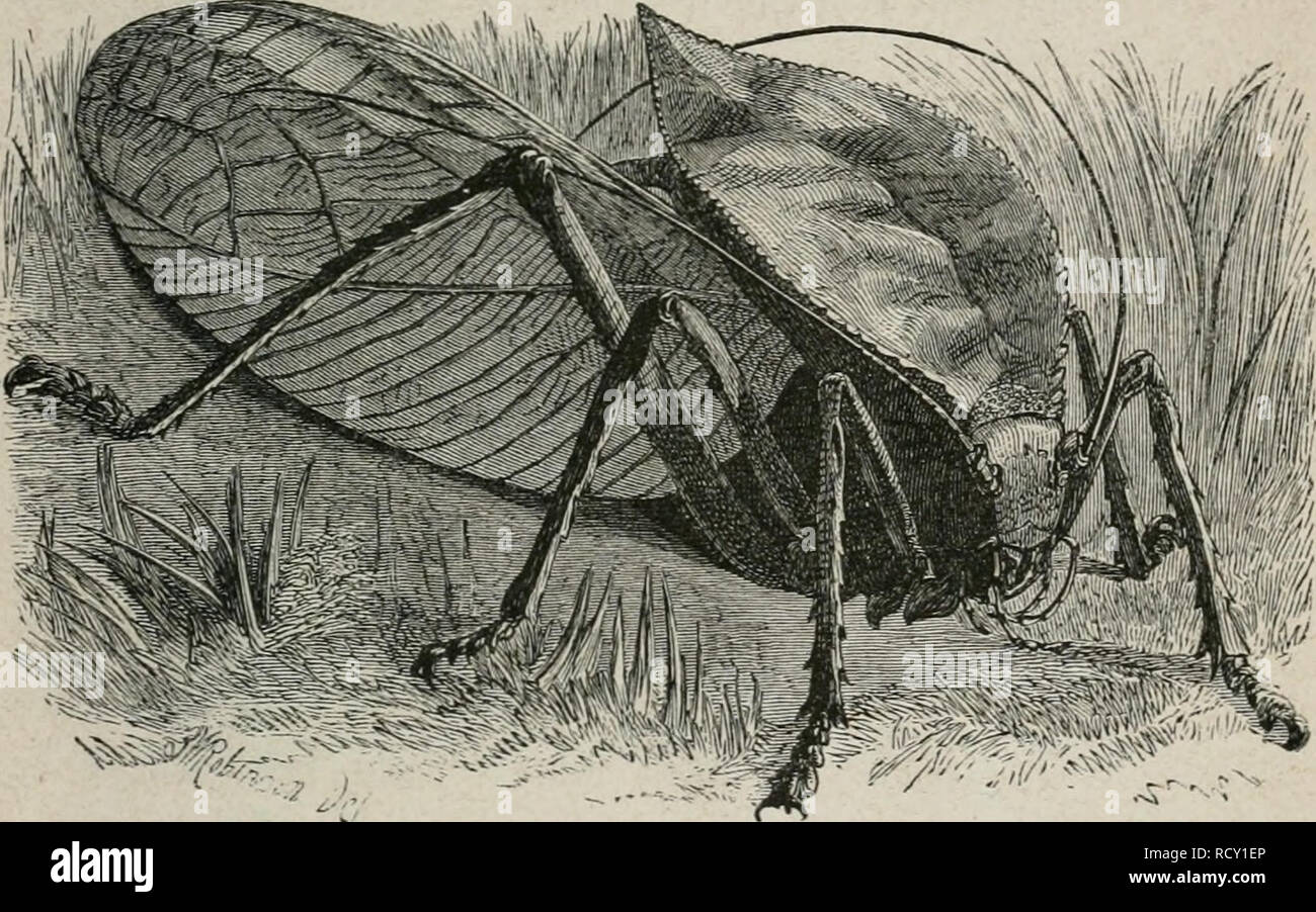 . Der Malayische Archipel. Die Heimath des Orang-Utan und des Paradiesvogels. Reiseerlebnisse und Studien über Land und Leute. L'histoire naturelle, de l'Ethnologie. 9f ?atuvöefc[;cif)tc bcv  %&gt;ua Snfern. 401 Deutenbet§e ®tü mcb triüianteften üvous trouverez sur unb)9 ietaügrait3e ; bar = = unter finb Tmesistenms ^crffäfcr mirabilis, ein üvous trouverez sur gorbgrüner fyarte, ferner bte au^erorbcnttic^ fcrintanten cnfäfer 9 ?oi'lo- maptera Anacamptorhina unb wallacei fulgida, eines ber f(fünften ^^tfäfer H-ac, Colodema}mef, unb wallacei re [c^^üffelfäfcr öne ßtaue Sattung üielletcf Sphenomorphus ber (}t bie au[fä((ig* [dix. gaft aik anberen ou Banque D'Images