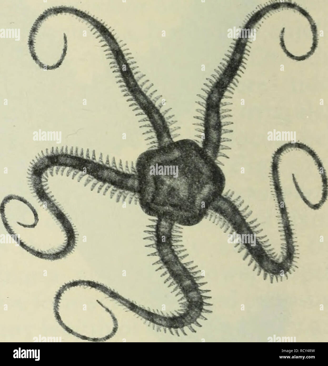 . Les profondeurs de l'océan ; un compte rendu général de la science moderne de l'océanographie fondée en grande partie sur la recherche scientifique de la vapeur norvégien Michael Sars dans l'Atlantique Nord. L'océanographie. Profondeurs de l'OCÉAN 472 CHAP. se développe. Littorina littorea et L. obtusata nouveau sont trouvés en plus grande abondance partout où il y a un abri, tandis que Nacella pellucide vit généralement sur les lames de Laminaria hyperborea. Dans l'abri de Laminaria saccharina hante et L. digitata, en particulier sur le premier nommé, nous trouvons l'étoile Ophiothrix fragilis fragile-, tandis que les localités avec L. hyperborea Banque D'Images