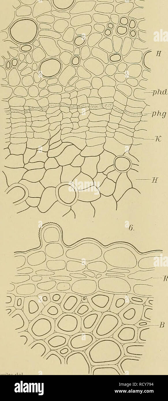 . Denkschriften - Österreichische Akademie der Wissenschaften. 'M8a =. Simiifler Cr. fiel. Veuillez noter que ces images sont extraites de la page numérisée des images qui peuvent avoir été retouchées numériquement pour plus de lisibilité - coloration et l'aspect de ces illustrations ne peut pas parfaitement ressembler à l'œuvre originale.. Akademie der Wissenschaften in Wien. Mathematisch-Naturwissenschaftliche Klasse. Paris, New York, Springer Banque D'Images