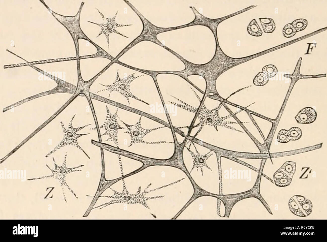 . Texte-livre élémentaire de zoologie, tr. et éd. par Adam Sedgwick, avec l'aide de F. G. Heathcote. GEXEHAL. PABT phora). Ce qu'on appelle le tissu de jeunes Ctenophora sécrétées, et le gelatinoxis Medusse de tissus et de larves d'Échinodermes, dans lequel les cellules éventuellement migrer, être au premier absent, a une relation semblable (fig. 26).. FIG. 26.-tissu gélatineux de Rhizostoma. F, réseau fibreux ; Z, les cellules avec des procédés ; Z', le même dans la division. Tissu conjonctif réticulaire est constitué d'un réseau en étoile et des cellules ramifiées, les espaces qui contiennent un autre type d'élément de tissu. Dans le s Banque D'Images