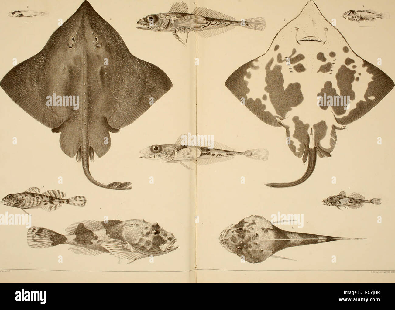 . Den Norske Nordhavs-expedition, 1876-1878. Expéditions scientifiques ; les animaux marins -- Mer de Norvège ; les animaux marins -- les régions de l'Arctique ; mer de Norvège. .. I. Veuillez noter que ces images sont extraites de la page numérisée des images qui peuvent avoir été retouchées numériquement pour plus de lisibilité - coloration et l'aspect de ces illustrations ne peut pas parfaitement ressembler à l'œuvre originale.. Mohn, Henrik, b. 1835 ; Le SRAS, G. O. (Georg Ossian), 1837-1927 ; Friele, Herman, 1838- ; Bonnevie, Kristine. Christiania, Grøndahl & ; søns bogtrykkeri Banque D'Images