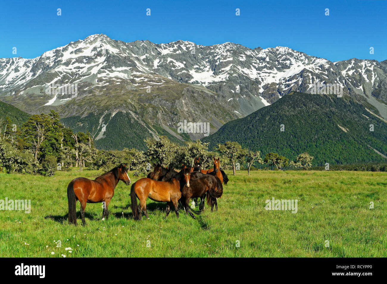 Les chevaux sauvages, St James St James Park, St James Walkway et conservation, Lewis Pass, en Nouvelle-Zélande. Banque D'Images