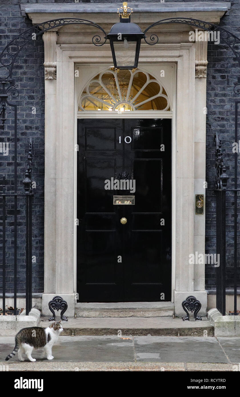 Larry le chat à l'extérieur de 10 Downing Street, Londres, en amont d'une motion de défiance à l'égard du gouvernement en débat au parlement. Banque D'Images