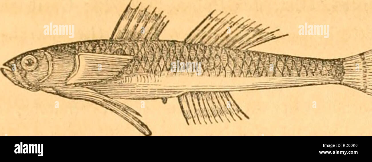 La Danmarks Fiske Les Poissons 399 30te 3 Rt 1 Gt Le Cn A Icttcbc Ntlin Oiiins C Mu A Drmen Langftroftj Temmelig Trinb Noget 11 N Ii Ta C Skvi Fc Terfjaben Ooerfja Icenger Cnb Ajpgfinnerne Nccvftaaenbe Beii Hommes Aitiii Beligt
