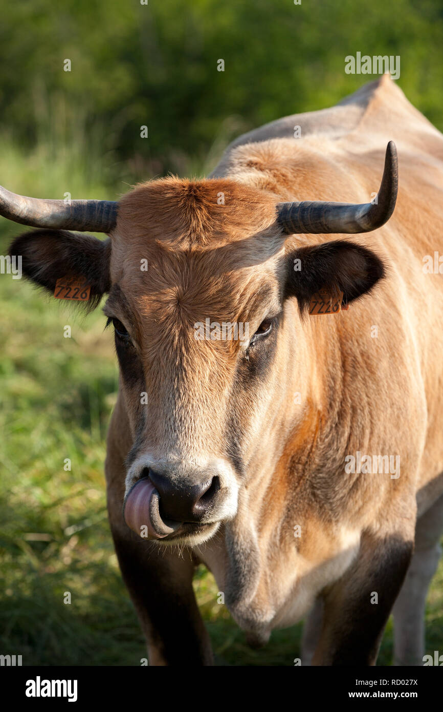 Les jeunes vaches à cornes sain dans la campagne française Banque D'Images