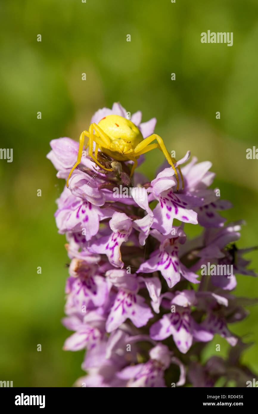 Une araignée crabe jaune perché au sommet d'une orchidée en attente d'une proie. Dorset England UK GO Banque D'Images