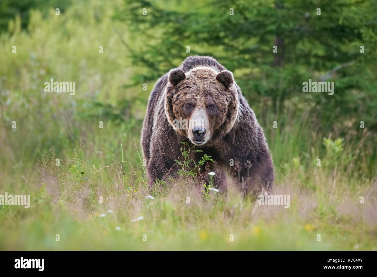 Mâle agressif massive l'ours brun, Ursus arctos, vue avant l'été sur prairie et forêt en arrière-plan. Des animaux sauvages dangereux dans la nature européenne. Banque D'Images