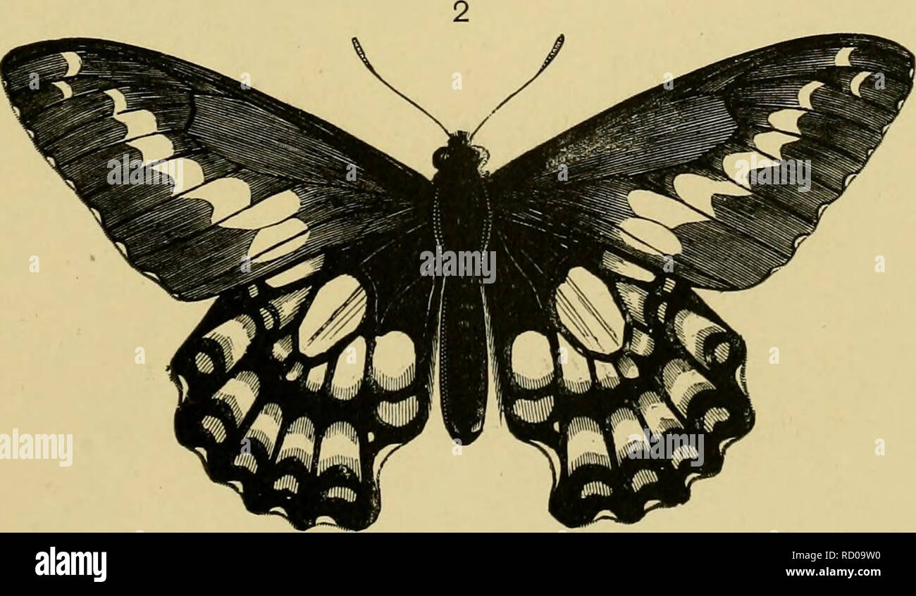 . Texte-livre élémentaire d'entomologie. L'entomologie. Iil plaque.. Veuillez noter que ces images sont extraites de la page numérisée des images qui peuvent avoir été retouchées numériquement pour plus de lisibilité - coloration et l'aspect de ces illustrations ne peut pas parfaitement ressembler à l'œuvre originale.. Kirby, O. F. (William Forsell), 1844-1912. Londres, S. Sonnenschein Banque D'Images