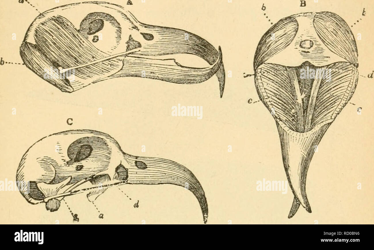 . Der Bau der vía¶gel. Les oiseaux. Haut und Hautgebilde. 185 Auf den Sandwichinseln lebt ein sehr seltener Vogel von nicht ganz sicherer systematischer Stellung (Loxops)^ Schnabelwerk¤Ã dessen hnlich ist gebaut daher auch eine der jund Ã¤hnliche Lebensweise haben wird.'. Schüller¤Kaumiisknlatnr Kreazschuabels del luid des. AB mit der Muskulatur, UN von der Seite von unten, b. - Ralisâ Mtisciilipyramidales Mtisculipterygoideiâ bb - cc C Macerierter¤Schüller. Une Musctilus del tempo- dd DÃ¼nne Muskeln. Eine andere ganz abweichende asymmetrische Schnabel- bildung findet sich bei einem von den KreuzschnÃ¤beln und Banque D'Images