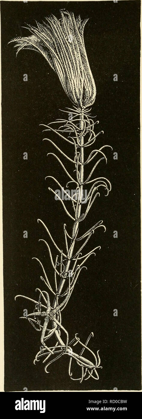 . Les profondeurs de la mer ; un compte des résultats généraux du dragage des croisières d'H.M. SS. 'Harde' et 'Lightning' durant les étés de 1868, 1869 et 1870, sous la direction scientifique de M. Carpenter, J. Gwyn Jeffreys, et Dr. Wyville Thomson. Le porc-épic (navire) ; la foudre (navire) ; Ocean ; animaux marins ; la température ; les sédiments marins. Bof. Pentucrinus asleria 70.-, LinN/}';nous. Un quart la grandeur nature.. Veuillez noter que ces images sont extraites de la page numérisée des images qui peuvent avoir été retouchées numériquement pour plus de lisibilité - coloration et l'aspect de ces illustratio Banque D'Images