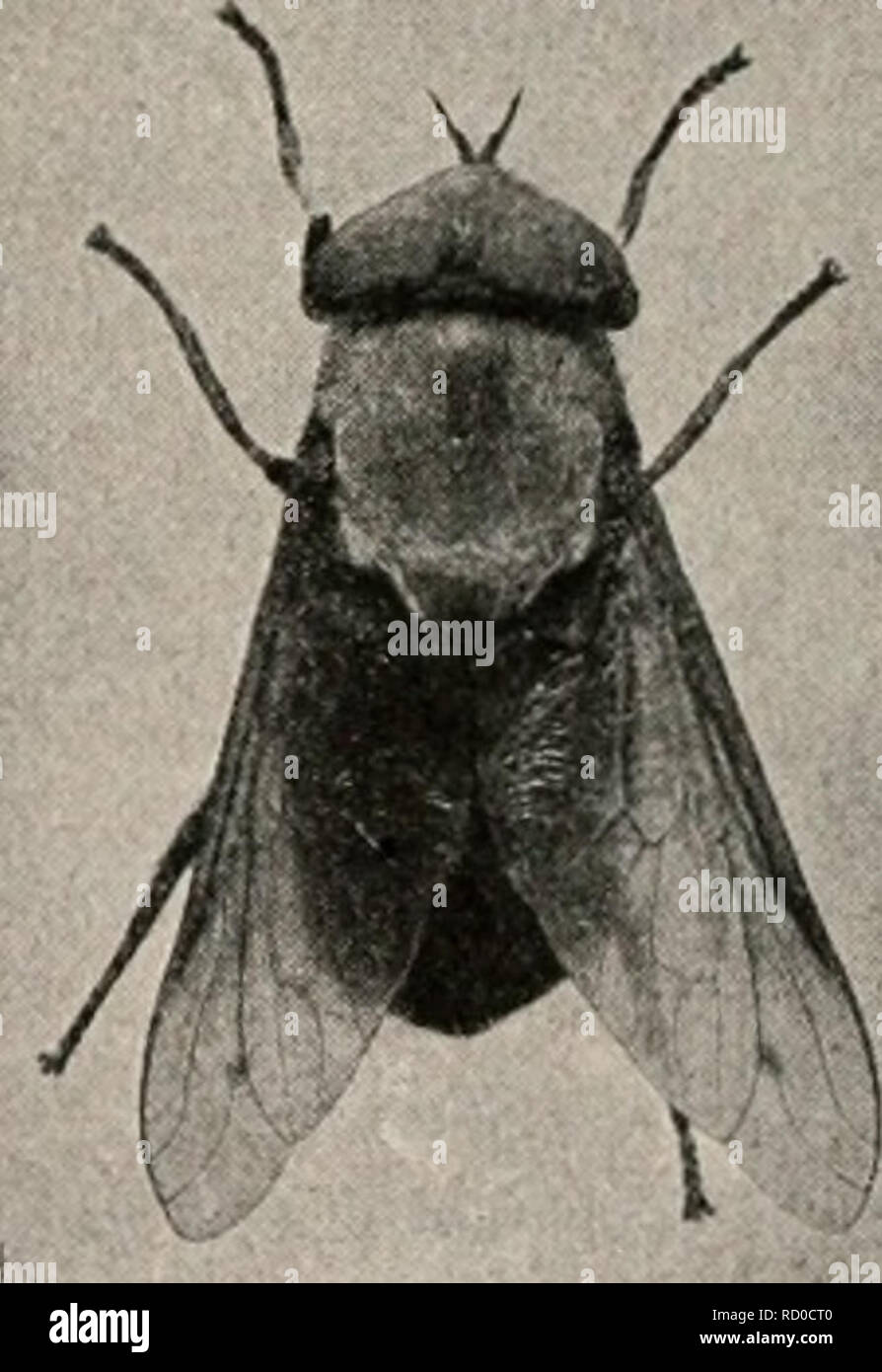 . Manuel élémentaire de zoologie et l'entomologie économique. Zoologie ; les insectes nuisibles. FIG. 172.-un black-fly, Shmdiiim sp. (Environ 6 fois la taille naturelle.) fig. 173.-cheval-Tabanns punctifcr, mouche. (Un peu plus grand que la taille naturelle.) différents types de mouches sont peut-être le plus important. Le petit "punkies," ou " no-see-ums," Ceratopogon spp., qui se produisent souvent dans de grands essaims dans certaines régions, mordent très durement et sont extrêmement ennuyeux pour l'homme et la bête. Les mouches noires, ou Buffalo-terreaux, Simulium spp., aussi voler dans de grands essaims et infligent des piqûres très douloureuses. Le style en forme de lancette Banque D'Images