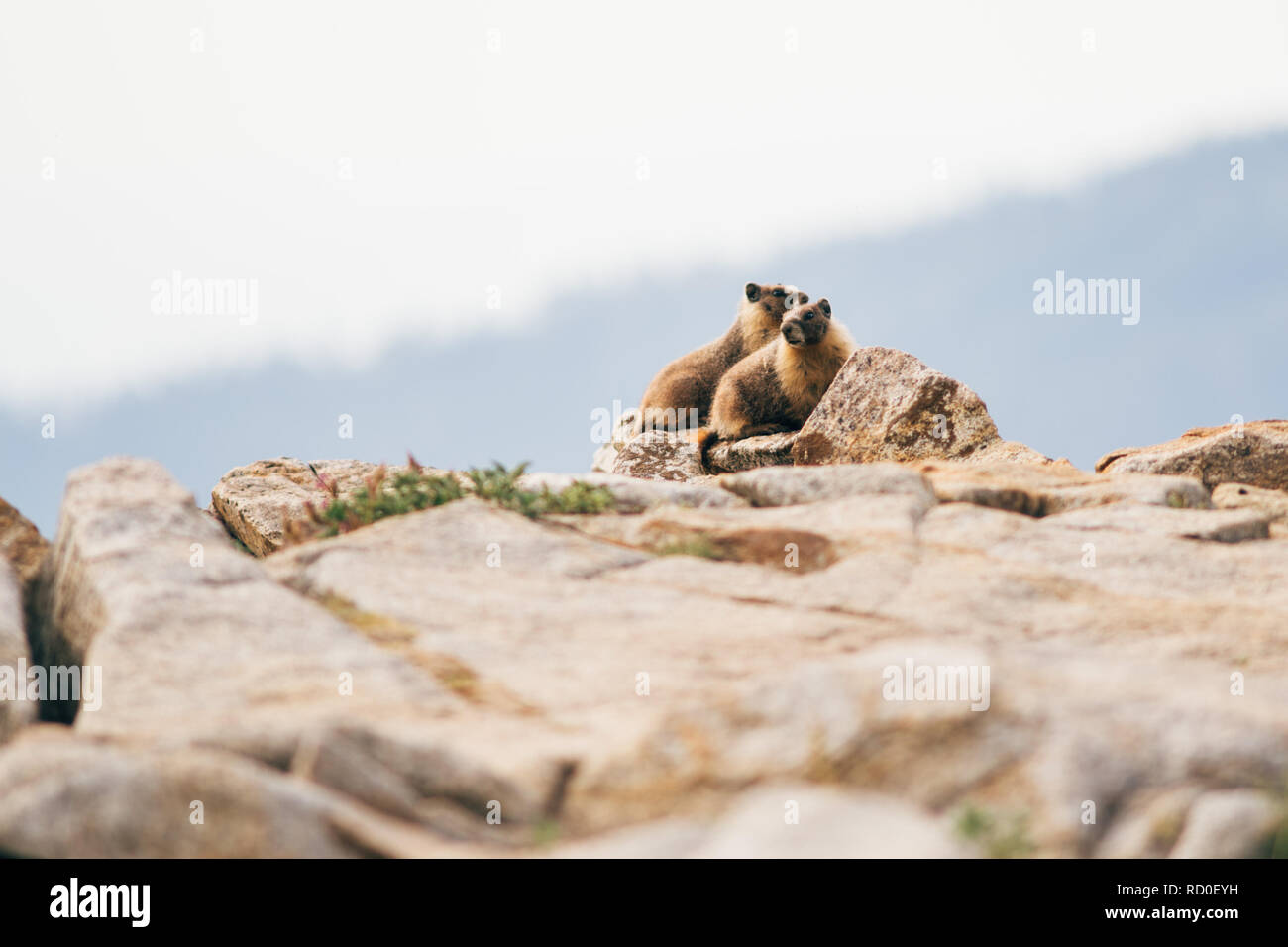Une paire de marmottes assis sur une falaise, California, United States Banque D'Images
