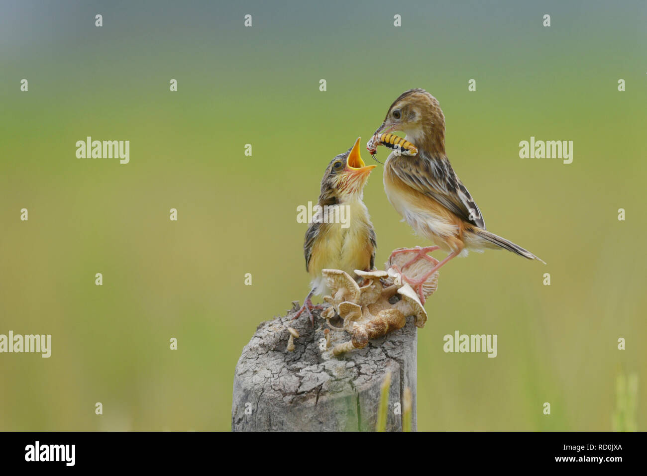 L'alimentation d'une paruline rayée fantail grub pour son poussin, Indonésie Banque D'Images