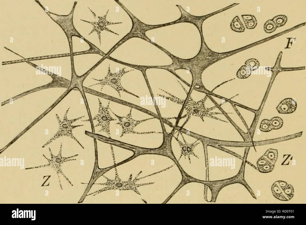 . Texte-livre élémentaire de la zoologie, de la partie générale et partie spéciale : les protozoaires à insecta. Les animaux. 38 PARTIE GÉNÉRALE. phora). Ce qu'on appelle le tissu de jeunes Ctenophora sécrétées, et le tissu gélatineux de Meduste et larves d'Échinodermes, dans lequel les cellules éventuellement migrer, être au premier absent, a une relation semblable (fig. 26).. Fig. 26.-tissu gélatineux de Rhizostoma. F, flbrr,U5 ; Z, les cellules avec des procédés ; Z', le même dans la division. Tissu conjonctif réticulaire est constitué d'un réseau en étoile et des cellules ramifiées, les espaces qui contiennent un autre type d'élément de tissu. Dans l'appel Banque D'Images