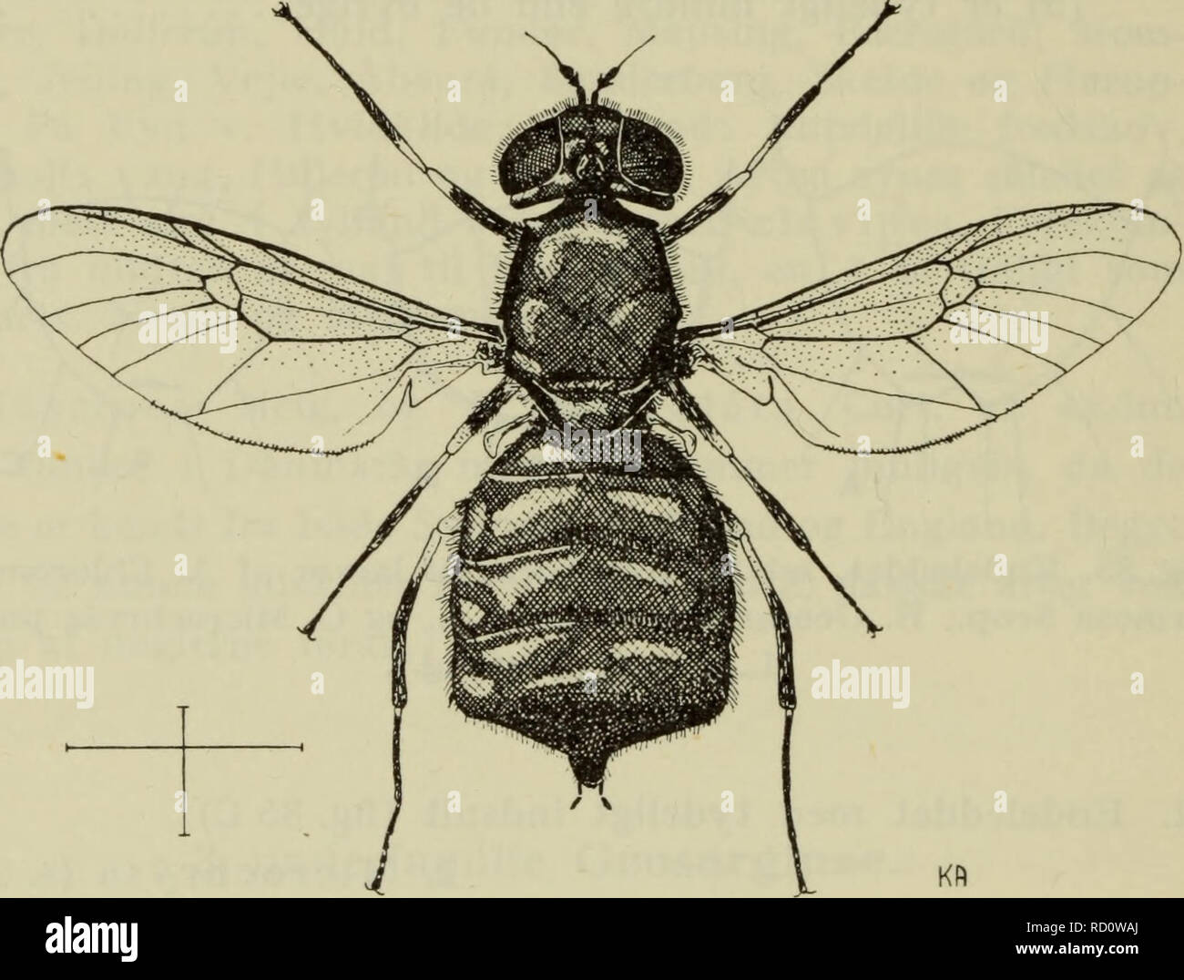 . Illustrerede haandbøger la faune ; den danske plus dyreverden... 96 Torne. Vinger som i fig. 86. Petite Bagkroppen bagtil bredere, DAV. Larven ligner de larven af Mi- cro chrysa (se fig. 75 B). Med naesten aflang er den parallelle sider og noget. affladet Smal'konisk Hovedet er. De bredere Leddene er fin lange. Afrundet led big med, les hommes et tydeligt indsnit bagtil, så-. Fig. 86. Chloromyia formosa Scop.  ?. (Arevad del.). ledes à leddet 2 spidser j'Ender (fig. 85 A). Sous- le siden på led big af findes anus som en lille laengdefure oversiden, på det terminale n'åndehul j'en plat Banque D'Images