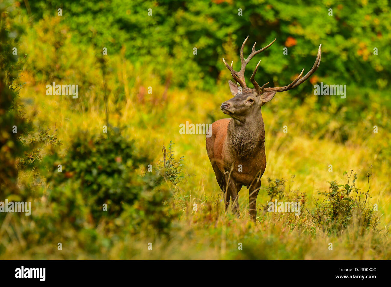 Red Deer (Cervus elaphus) dans un pré près de la forêt pendant le rut Banque D'Images