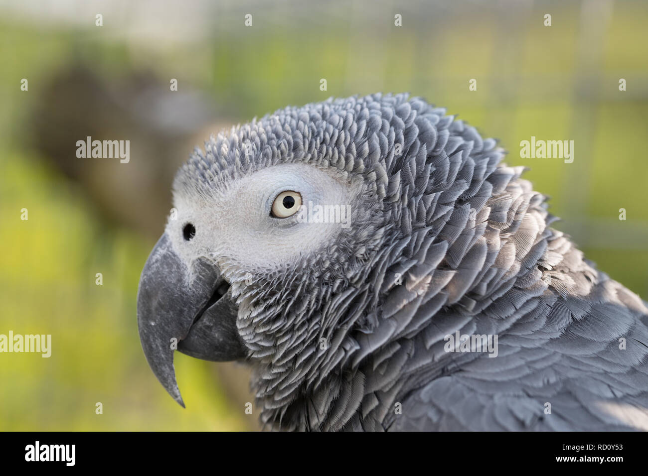 Perroquet gris d'Afrique à l'extérieur dans une volière avec coupé fond vert. Close up de sa tête, montrant une vue de profil. Banque D'Images
