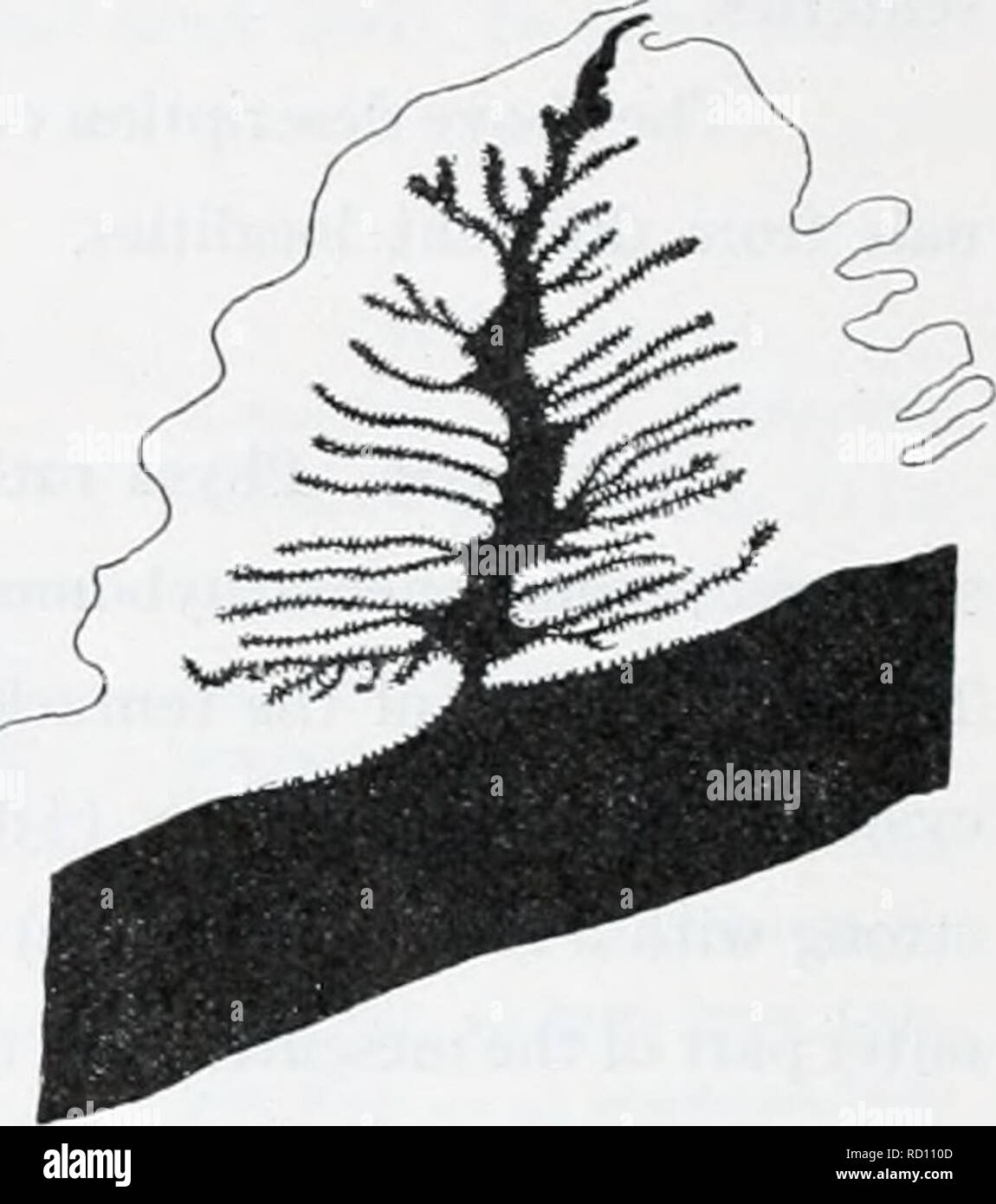 . L'Ingolf danois-expédition. Les animaux marins -- les régions de l'Arctique ; les expéditions scientifiques ; les régions de l'Arctique. Fig. 48. Textfigs. 46-48. Edwardia islandica. La section transversale de pennon (fig. 46) et j'^ ^pariétal, muscles (figs. 47, 48) dans la partie supérieure de l'appareil reproducteur. Edwardsia incerta n. sp. Diagnostic : Physa bien développé. Avec un tliick Scapus ectoderme, incrustée d'un corps étranger, avec quelques nemathybomes, grand, contenant un peu de nématocystes 29-37 X 5 /j en taille. Pas plus de 16 tentacules, probablement 12. Les nématocystes des tentacules de 22 à 26 X 2 l'spirocysts ^u, 14-22 /j'en taille. Banque D'Images