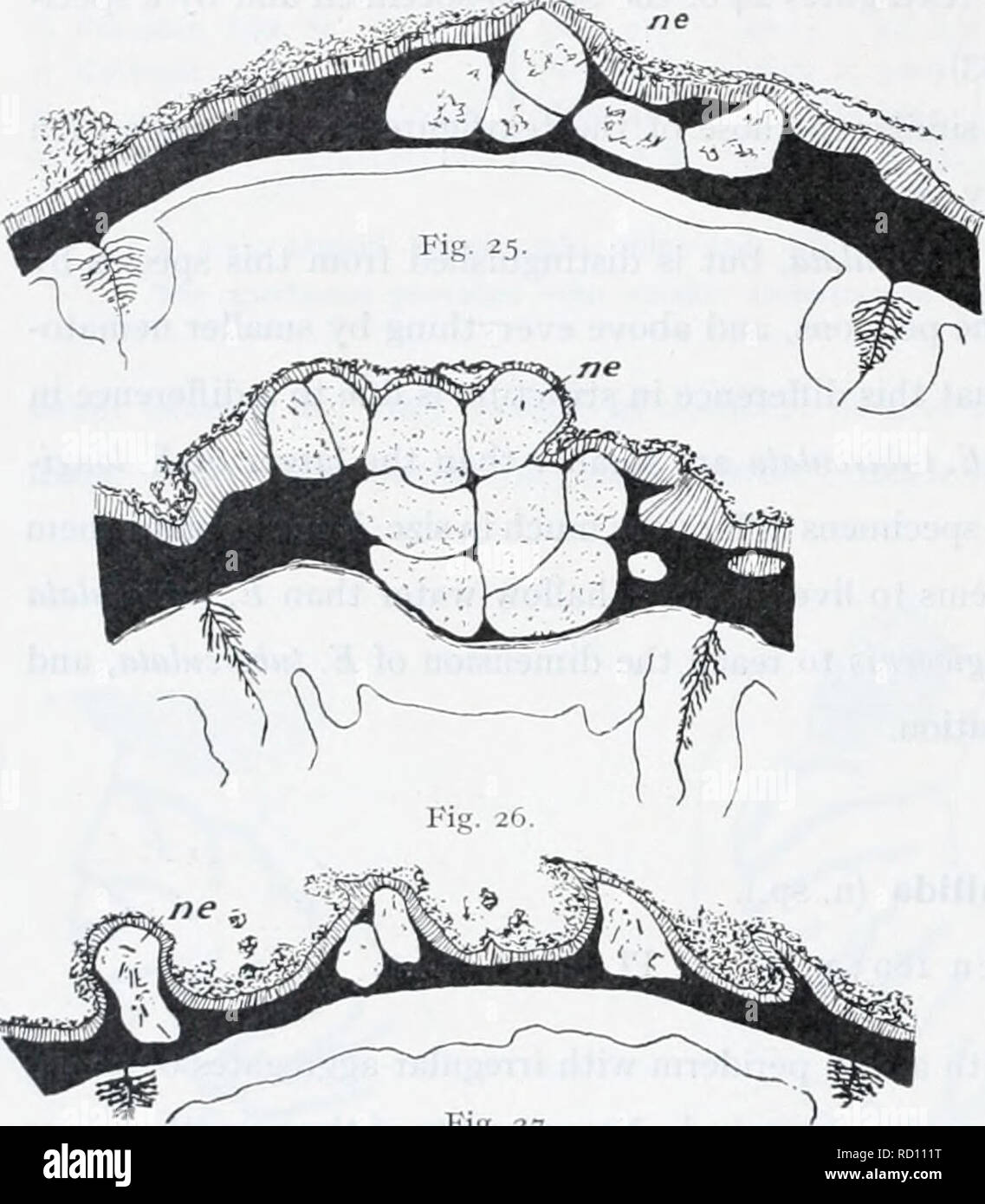 . L'Ingolf danois-expédition. Les animaux marins -- les régions de l'Arctique ; les expéditions scientifiques ; les régions de l'Arctique. 36 ACTINIARIA tache blanche et un autre souvent à la base des tentacules. Disque oral jaune-blanc, avec des stries brun autour de la bouche. Dimensions en état très prolongé d'environ 6 cm. de long, généralement plus courte, l'étendue de 0,3 à 0,4 cm. Événement. La Suède. Bohuslan, Vaderoame 8-10 fms., de sable (Carlgren, Oestergren) avec E. longicornis, mais moins fréquent que cette espèce. - 60 fms. (Gunhild-Exp. 1878). Aspect extérieur. L'eau chaude est bien développé. Les scapus est pourvu d'une fine, sUg Banque D'Images