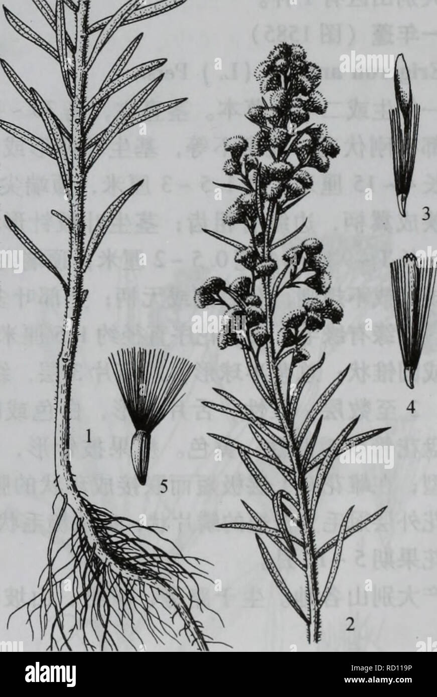 Da Zhi Shan Bie Wu Zhi Botanique Aecompositae Aaºaec A Eci Ce 1115 A Ae I C I Aea C Ae I Aea Aea A Ac Ae Aea Cº A 1a Aa Ae10c A A Aºae2c A Ac Ae C E 1 A E E C Canadensis 2 Ea E C Bonariensis 1 Ae Ae E I A ªc A E Aaei E A E Ae C I A C