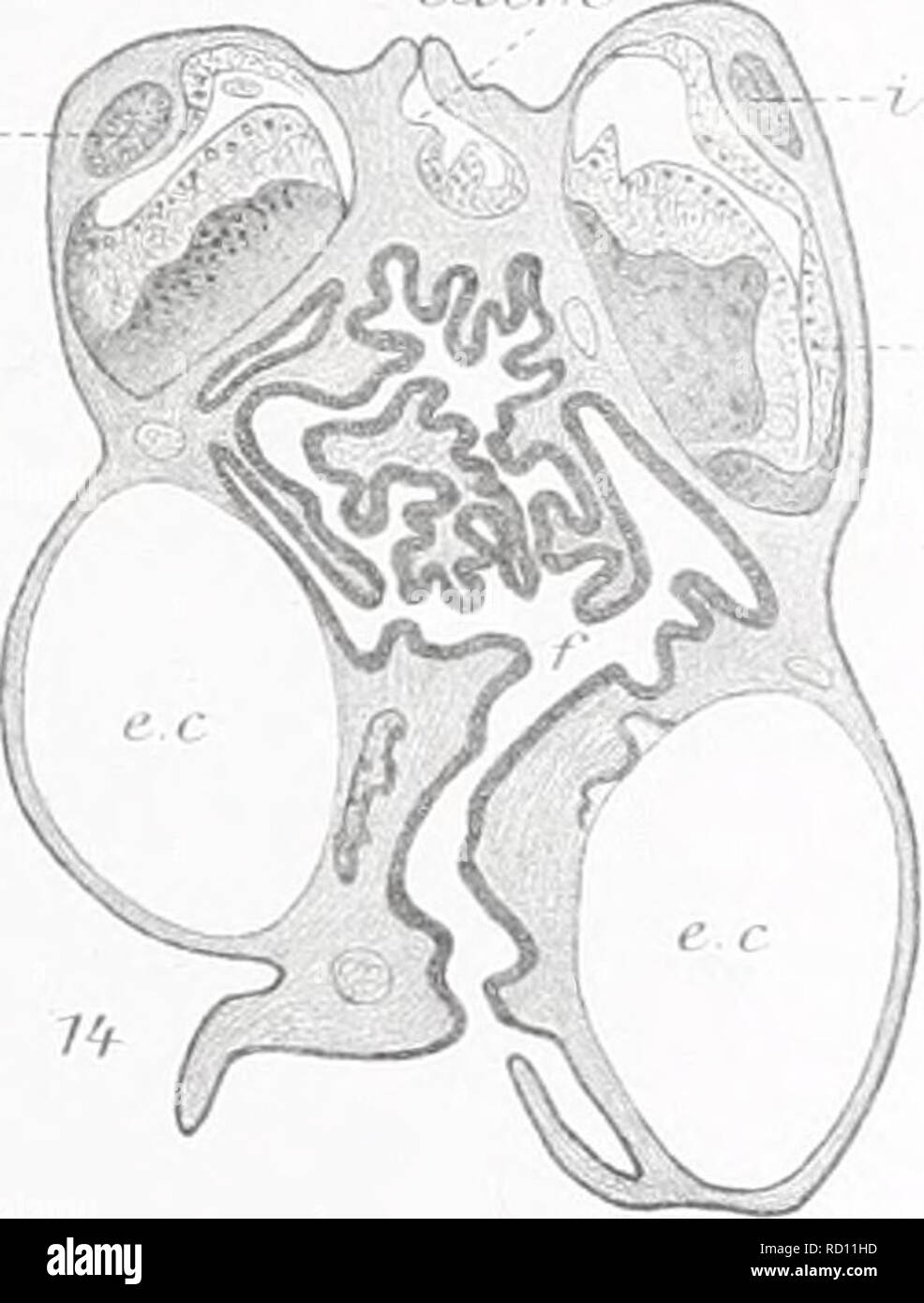 . L'Ingolf danois-expédition. Les animaux marins -- les régions de l'Arctique ; les expéditions scientifiques ; les régions de l'Arctique. 6&gt;r--)f str^-B. Veuillez noter que ces images sont extraites de la page numérisée des images qui peuvent avoir été retouchées numériquement pour plus de lisibilité - coloration et l'aspect de ces illustrations ne peut pas parfaitement ressembler à l'œuvre originale.. Ingolf-Expedition danois (1895-1896) ; Københavns universitet. Zoologisk museum. H. Hagerup Copenhague Banque D'Images