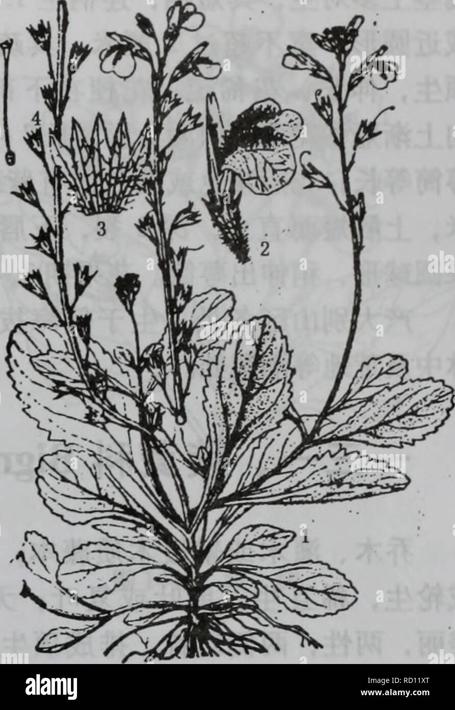 . Da zhi shan bie Wu Zhi. botanique. Ä'ä'ããçåç¦¾aeScrophulariaceae 1013. Kroměříž1443ae©è½éae³è 1 ªÏ¼¤.ae ae2.è±3.è¼å .±å¼ï¼4.éè äº§¯¨ç½é éå©¯¨ãå¬å¤©å å¯¨ãéå±± é©€™®å²-ãå²³è ãèå¿severnãƒ ãçäºaeµ åå°·æ1 500ç±³ä È¾ae¹"¥ä'¿¯aeãèå çè·¡aeç¼ã å 2. Æ©è½éae³èï¼å¾1443) Mazus caducifer Hance å¤çèae¬ï¼é å¹'"20 ~ 50åç±³ï¼ç²å Ï¼å ¨ä½è®£¢"å ç¤èç½è²é¯¿» ãèåae aeae±å½¢ç'ï¼ç¿åºé Aeaeåï¼è«¨¨¨æ è" åãåºçå¶ååµç Ï¼å¤¶åå½¢æ° aeè²åº§¶ï¼ä½å ç''æ æ¯ï¼è©¶åµç¶åå½ çå¢ï¼çº Ï¼å¨''è¯¹Çï¼É¿4 à 8 (10)åç±³Ï¼Åº¨æ ç'é-aeå¦¿ çaeï¼è¾¹ç¼å» ç²èä ·ç'ae'é½çé¯é½¿ï¼aeae¶aeµ ãae£è"ç¶åºé¡¶è±¿çï¼é è¾¾¯å35åç±³ï¼è Çï¼è¨ç±±æ¢ä' è¼ç-é¿¿ï¼èçå aeae'é° ï¼ae è½ï¼è È¼ae¼aeç¶©±å¤§ï¼aeaeå Ï¼é ·¿¯ è¾¾13æ"ç±³ï¼ç Å¾è¶¿'è 1åç±³ï¼è Banque D'Images