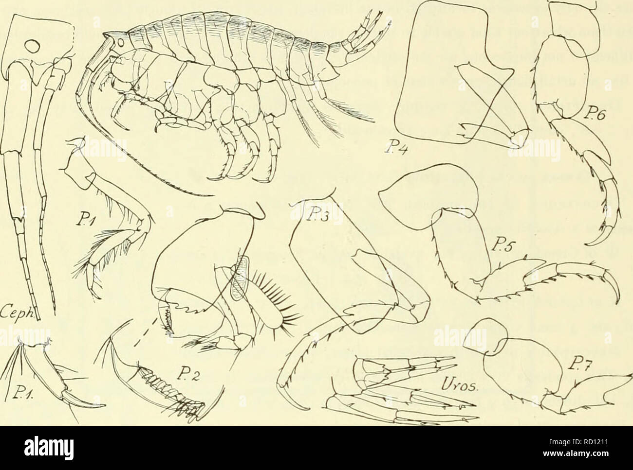 . L'Ingolf danois-expédition. Les animaux marins -- les régions de l'Arctique ; les expéditions scientifiques ; les régions de l'Arctique. 202 CRUSTACÉS MALACOSTRACÉS. VII. W. du Groenland : 63°3O'N., 54°25'W. 1096 m., temp. 3.3°. i9 ovig. ("Ingolf" saint 25). 66°35'N., 56°38'O. 600 m., temp. 3.90. 4 spec. ("Ingolf" saint 32). S.-O. de l'Islande : 6o°37'N., 27°52'O. 1505 m., temp. 4.50. 2 spec. ("Ingolf" saint 78). S. de 62°oo'N., 2i°36'W. 1393 m., temp. 3.30. 1 spec. ("Ingolf" saint 40). - 62°57'N-&gt ; i9°58'W. 957 m. 4 spec. ("Thor" 14-7-1903, 166, rue).. Fig. 61. Crcssa carinala. S.W. de Banque D'Images