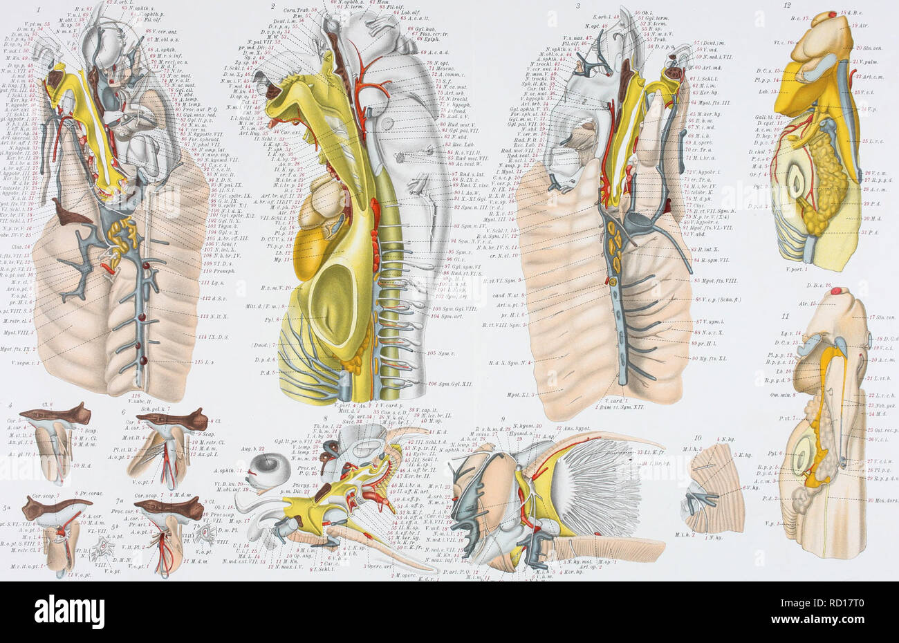 . Medicinisch-Naturwissenschaftlichen Denkschriften der Gesellschaft zu Jena. Greil, EntwickI Gefafssystemsv Kopfesu.d..Ceratodus Forsten JEN.DENKSCHRIFTEN.Bd.IV. Forschungsreisen,Semon, Ãd I. Taf. Uli. 5H, orb. 1. 60 % N... 61 N. terin.. V.pt. in. 55 D. dans. Xj 54,  D. dans. Xt 53. Ã. l.p. (Ij 52 D.op.03 ''. ' 7. mtl. i. 50§ J M.K&gt;je.49^ D.op.p. 48.-S Nm.j.Vff47 :. A.LMR. 46-* M. i. m. 45* R. ling. IX. 344 fyot.fts.III.43S I. Schi. t. 42-. Ker. Inj. 41-..' V.hgpobr.40-t Ã. cur. poste 39 IL Schi. I. 3S Ggl.hypobr.f 37- Np.t.fX.36- I. eff. K. a. 35.- Si ker. hg. 34 - Art.ope.rc Banque D'Images