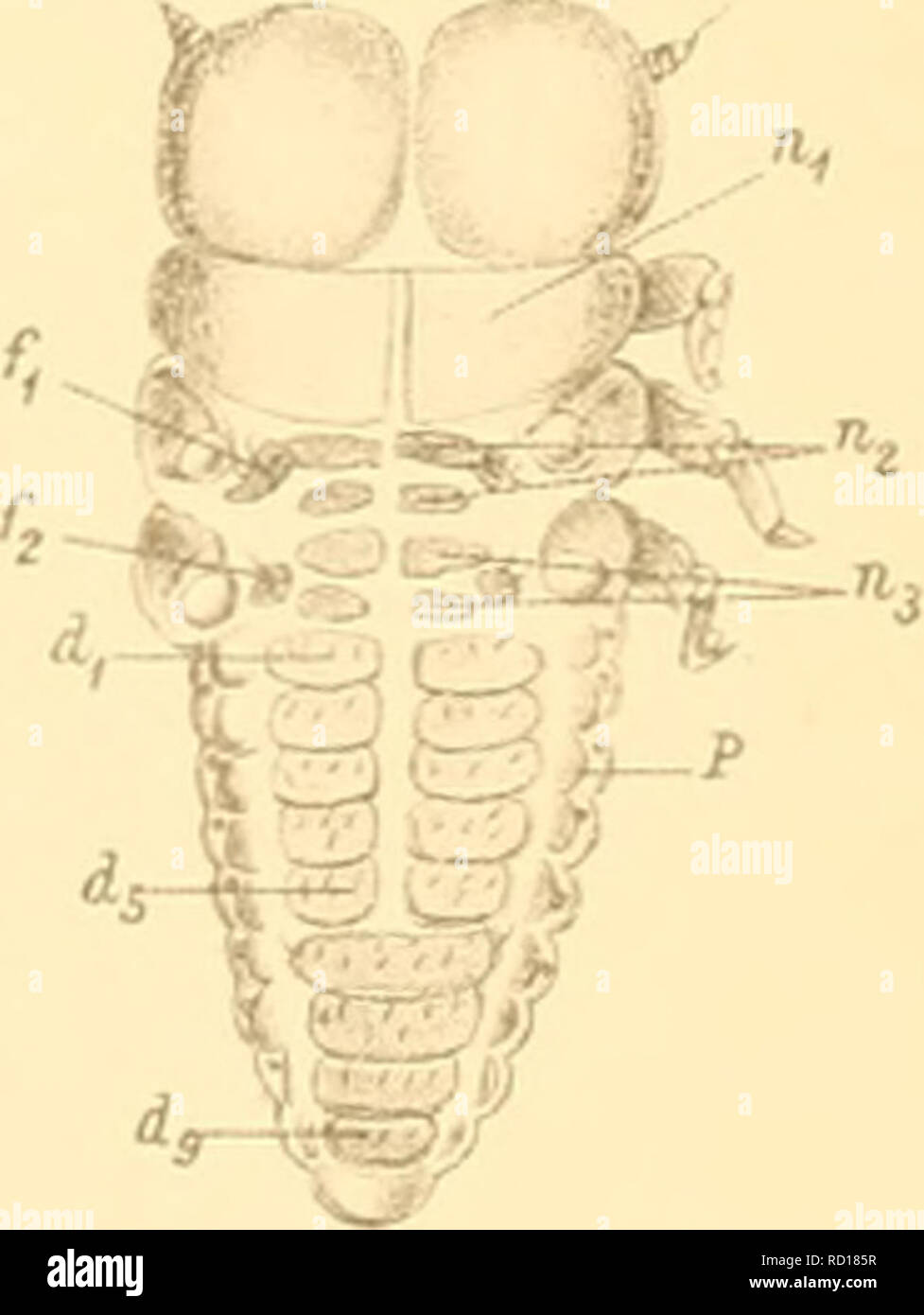 . Denkschriften der Kaiserlichen Akademie der Wissenschaften, Mathematisch-Naturwissenschaftliche Classe. . .'  ¢.- ,> ;-'..-'â F r. Graber ad.r.si.del. Denkschriften d.kais. Akad. d. Wiss.mathrnaturw.Classe Bd. LVII. Abth. II.. Veuillez noter que ces images sont extraites de la page numérisée des images qui peuvent avoir été retouchées numériquement pour plus de lisibilité - coloration et l'aspect de ces illustrations ne peut pas parfaitement ressembler à l'œuvre originale.. Kaiserl. Akademie der Wissenschaften in Wien. Mathematisch-Naturwissenschaftliche Klasse. Wien : aus der Kaiserlich-K©niglichen Staatsdruc- und Hof Banque D'Images