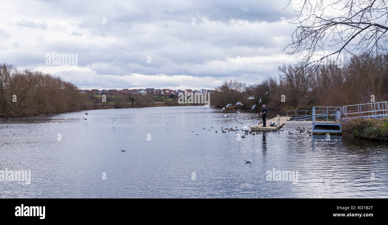 Un homme nourrir les canards, cygnes et mouettes dans la Rivière Tees à Preston,Parc,Eaglescliffe Stockton on Tees,Angleterre,UK Banque D'Images