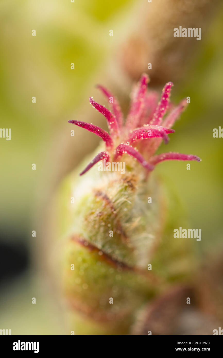 La petite femelle rouge fleurs d'amandier, Corylus avellana, qui sont visibles au début du printemps. Ces fleurs forme untimately les noisettes. Le pollen gra Banque D'Images