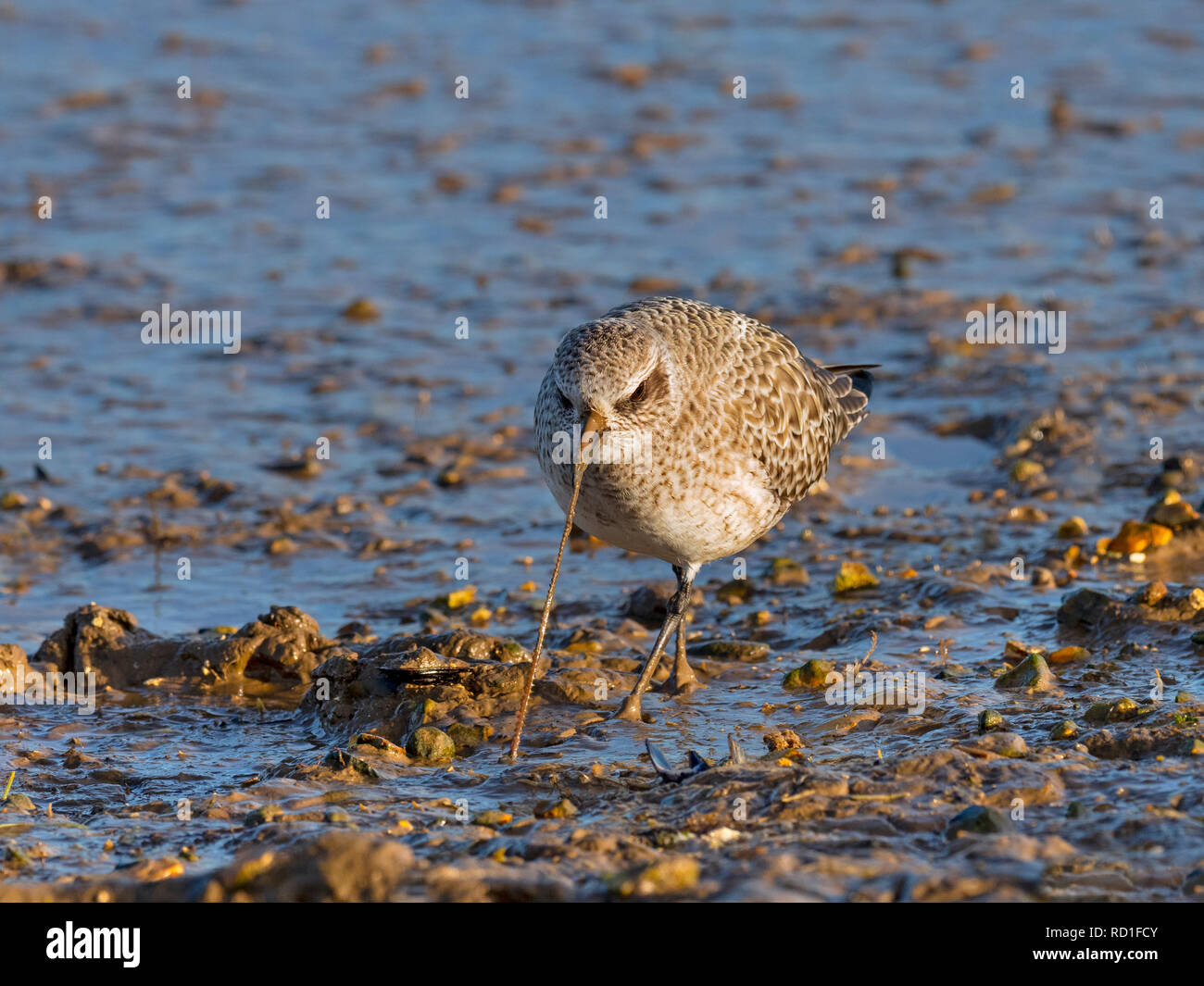 Pluvialis squatarola Grey Plover avec lugworm dans les vasières Banque D'Images