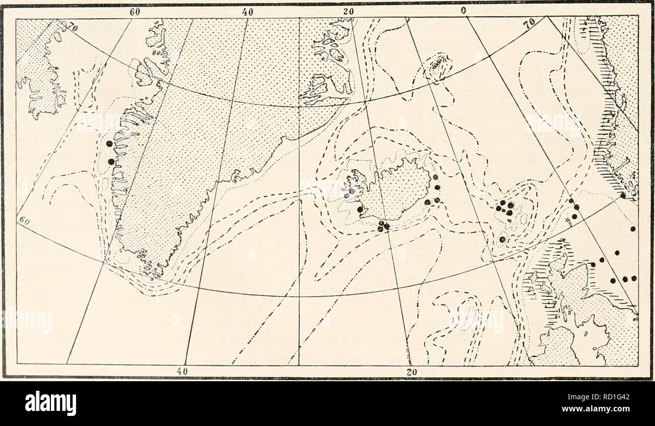 . Le Ingolf-Expedition danois. Expéditions scientifiques ; l'océan Arctique. 8 HYDROIDA II sont séparées par un étranglement de la stolons, ou, plus rarement, la pièce une indication de la tige, formant un demi-spiral verticille. Le gonangia coppinise sont recueillis dans des tubes avec beaucoup de tordus. Le coppinise phroditic- herma sont, avec l'homme coincé dans gonothecse parmi les femmes. Matériel : "Ingolf" Saint 6, 63°43' N., i4°34' O. ; 90 brasses de profondeur, 7,0° - 86, 65°03,6' N 23°47,6' W. ; - 76 (West-Iceland) - 87, 65°02,3' N 23°56,2' W. ; - non (West-Iceland) "Thor" 63°3o 2o°j4' O. ; - 80 mètres Banque D'Images