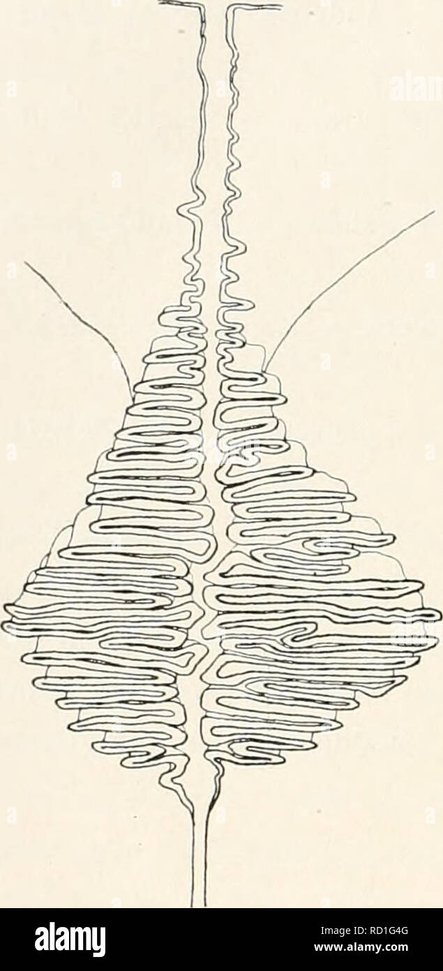 . Le Ingolf-Expedition danois. Expéditions scientifiques ; l'océan Arctique. 32 MEDUSJE. I. en entonnoir, avec une large ouverture dans les coins de l'estomac ; le tiers distal du canal radial est un tube étroit, communiquant avec le réservoir circulaire étroite. Le umbrellular partie du canal en forme d'entonnoir est étroit, et à partir de cette question dans un grand nombre de plis latéraux ou les branches, perpendiculaire au canal principal. Umbrellular les murs de ces plis latéraux sont attachés à la sous- parapluie, d'où les plis se bloquer comme lamellse perpendiculaire, les bords étant libre. entrale Au-dessous de l'étroit, la Banque D'Images