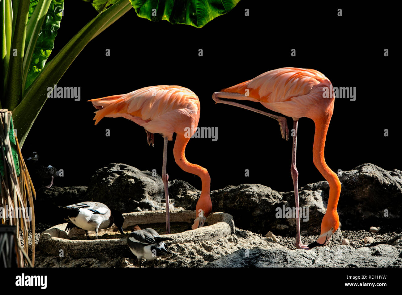 Deux flamants roses debout sur une jambe, l'alimentation, l'Indonésie Banque D'Images