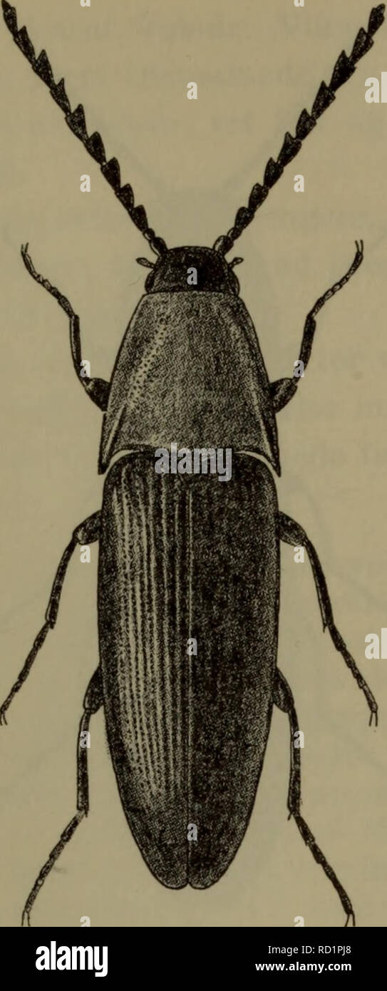 . Illustrerede haandbøger la faune ; den danske plus dyreverden... 83. Fig. 55. Ischnodes sanguinicollis &Lt ; ?. x5,5. j'hulhedens, Bund der er står og jordbunden udsat regnvand er ikke pour fra four ; den er de hurtig je bevaegelser sine og krummer når den forstyrres, SIG, en rundkreds gezwind j sammen. Forpupning sker om, l'ofte je løse, møre, je muldet liggende. traestykker J'klaekkes Imago. août-sept., udhaerdes løbet j af ca. 14 dage og forbliver j'puppe- lejet til hen i avril. Flyvetid antagelig tanières er de kort, je Allemagne fra slutningen af début avril à ca. 20. maj, hvor d Banque D'Images