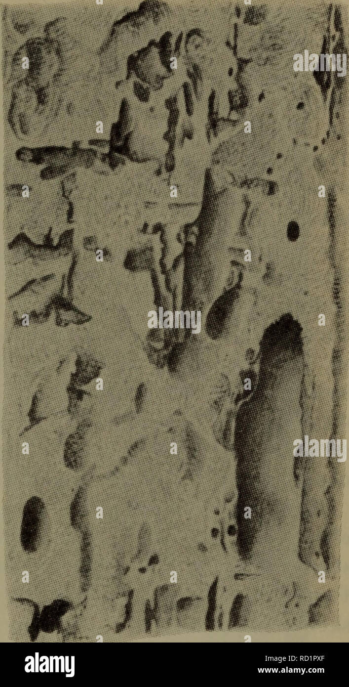 . Illustrerede haandbøger la faune ; den danske plus dyreverden... . Fig. 1. Hylotrupes bajulus. Tømmer tykke staerkt angrebet s, af larven. Til venstre : tvaersnit laengdesnit højre, til :. (Efter Boas). der yngler blødt gammelt de je,,, trøsket ofte fug- tigt trae. J'overvejende yngler Nogle arter bégayer (f. eks. Pachyta lamed, Monochamus, Acanthoderes, Acantho- cinus, Saperda scalaris) ; i stedet pour undertiden tykke traeder bégayer grene. Nogle arter foretraekker hyppigt chien findes eller je stubbe (f. eks. Asemum, Crio- cephalus, Cerambyx scopolii, Clytus mysticus) eller je rødder (f. eks. Pr Banque D'Images