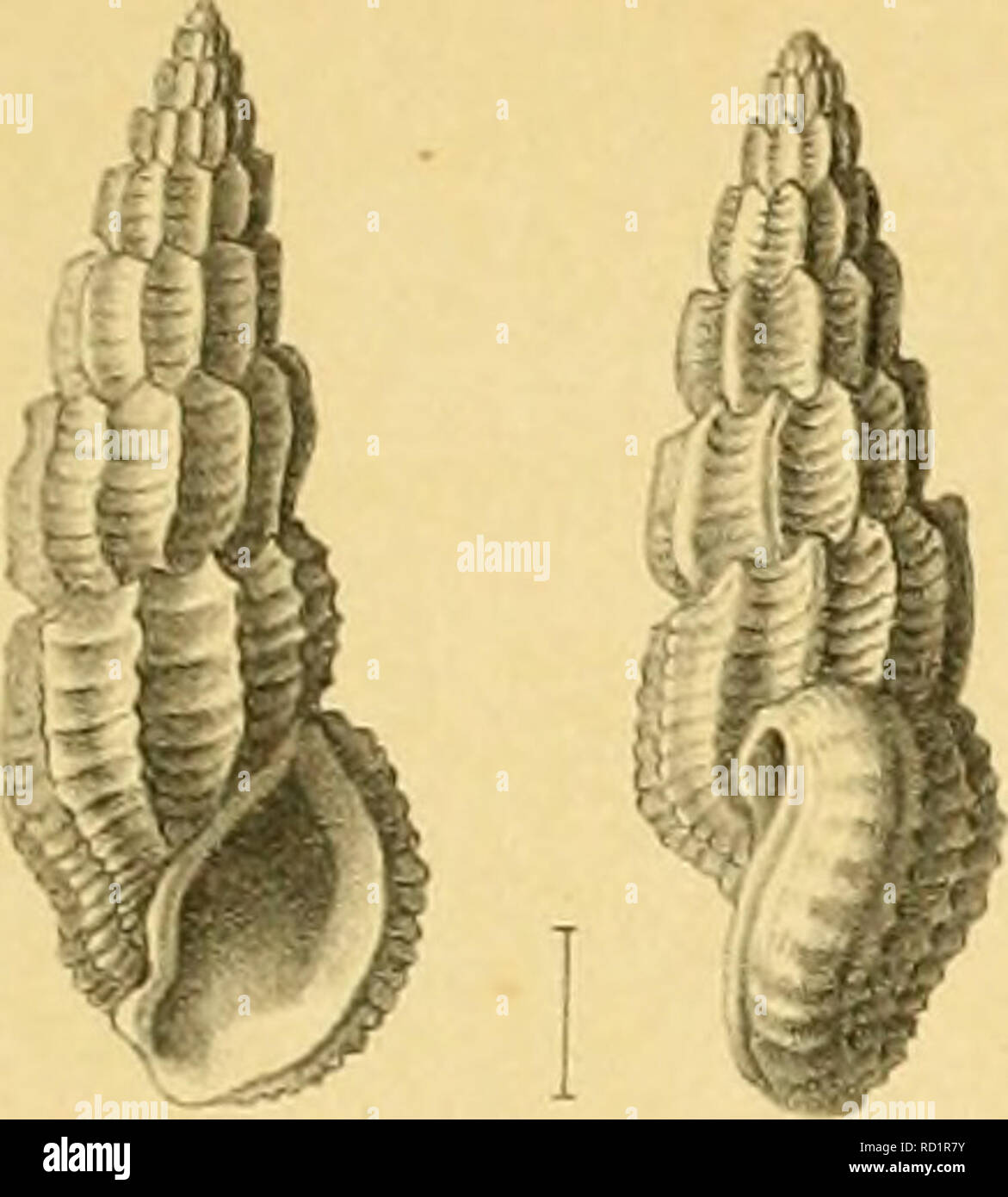 Denkschriften Der Kaiserlichen Akademie Der Wissenschaften Mathematisch Naturwissenschaftliche Classe Les Mathematiques Sciences J Siliwjii 1 C Il Dil Ill La R J Ini S Diii I Tnf Ll N Khm 19 N E Intayer Lirh J Li Iy Je 1