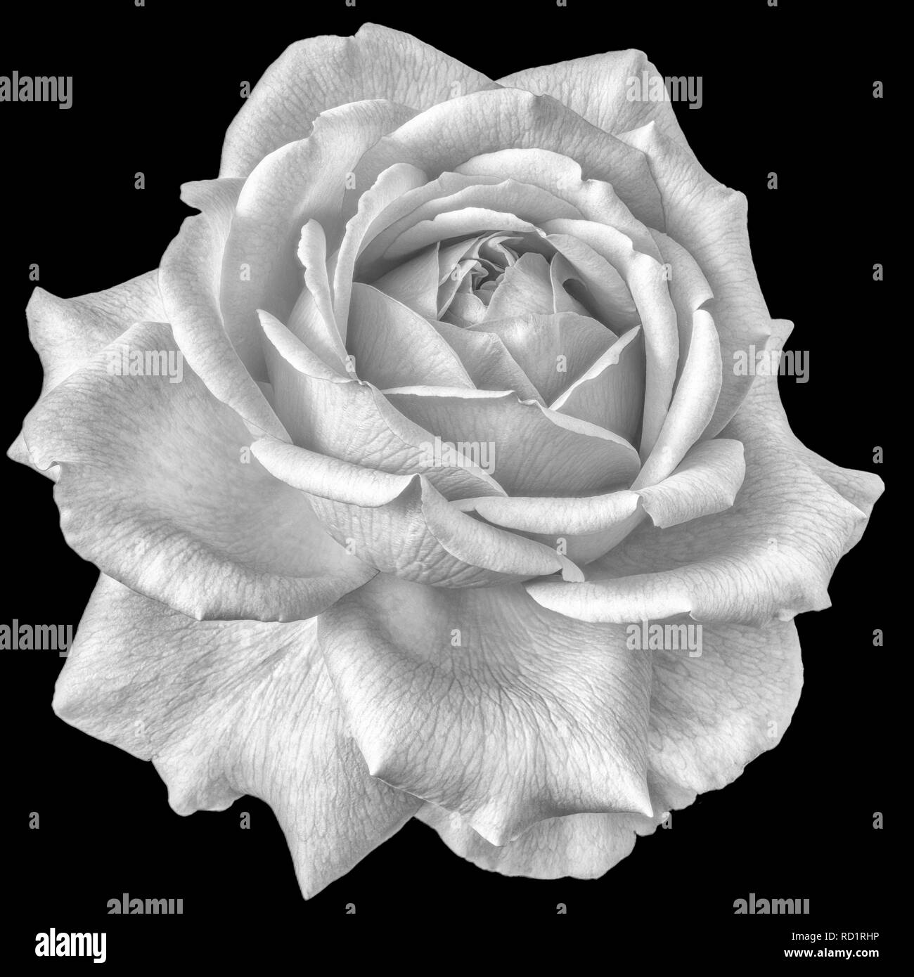 Fine Art Nature Morte De Fleurs Monochromes Vue De Face Photo Macro D Une Rose Blanche Fleur Avec Texture Detaillees Sur Fond Noir Photo Stock Alamy Fine Art Nature Morte De Fleurs Monochromes Vue De Face Photo Macro D Une Rose Blanche Fleur Avec Texture Detaillees Sur Fond Noir Photo Stock Alamy