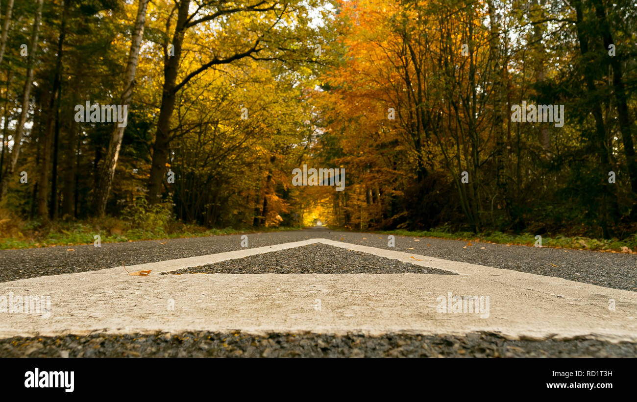 Route à travers une forêt d'automne, Enschede, Overijssel, Pays-Bas Banque D'Images