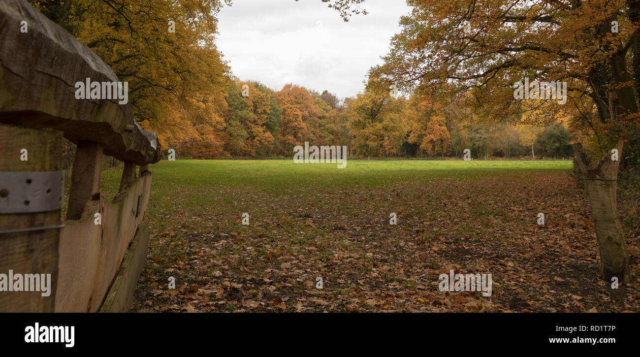 Paysage d'automne, Enschede, Overijssel, Pays-Bas Banque D'Images