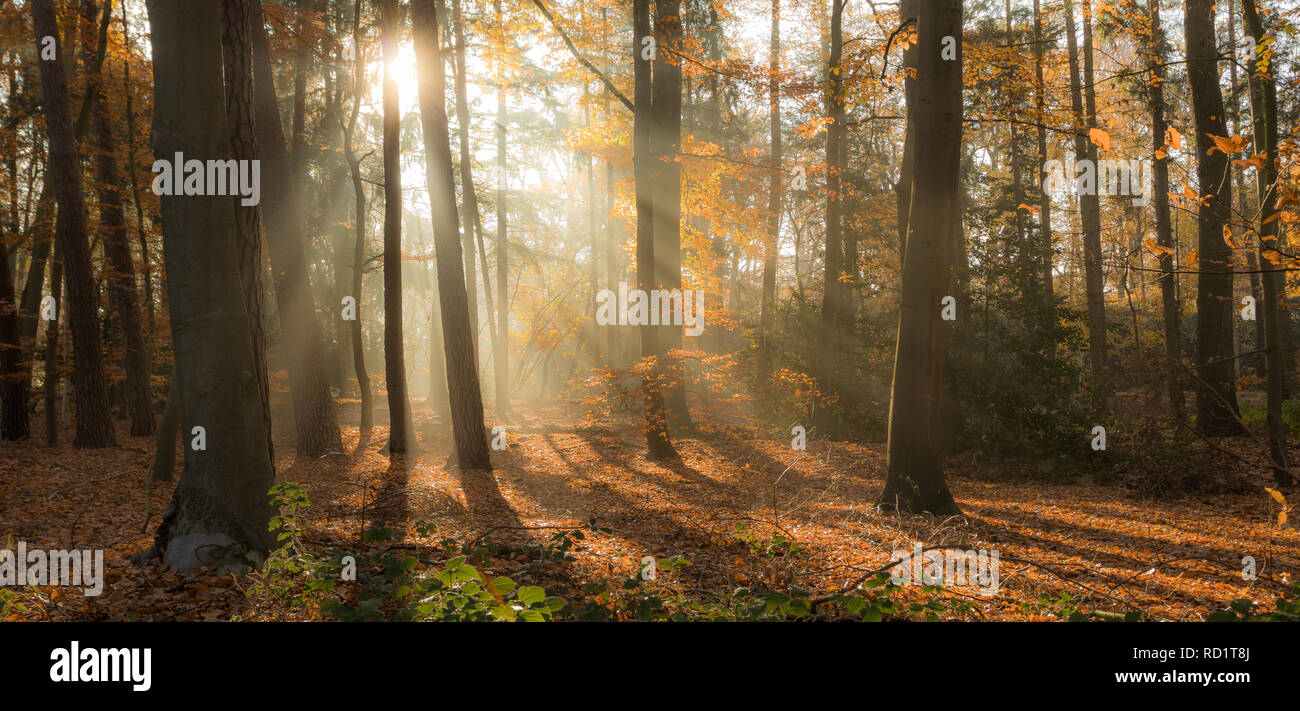 La lumière du soleil à travers les arbres, Enschede, Overijssel, Pays-Bas Banque D'Images