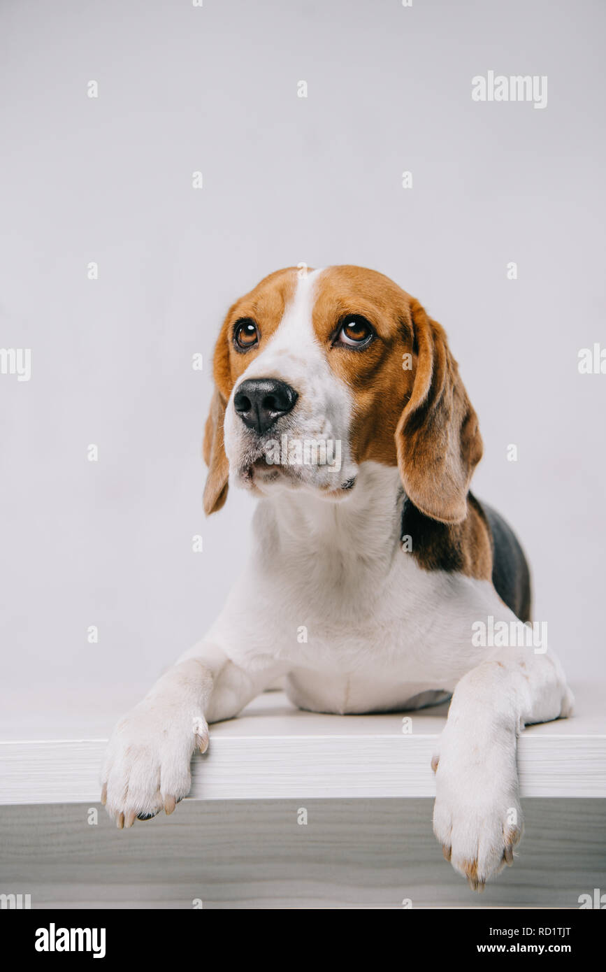 Pure Race Mignon Chien Beagle Couché Sur Le Tableau Isolé