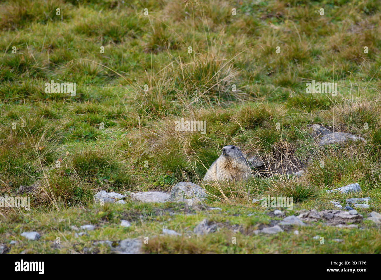 Marmot vient de son trou et attend avec prudence Banque D'Images