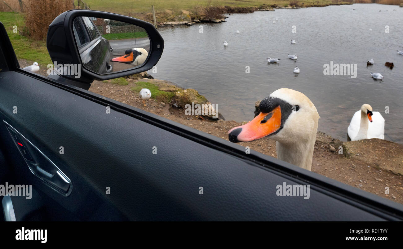 Cygne tuberculé Cygnus olor avec tête de fenêtre de voiture en attente de colis de nourriture. L'hiver de Norfolk Banque D'Images